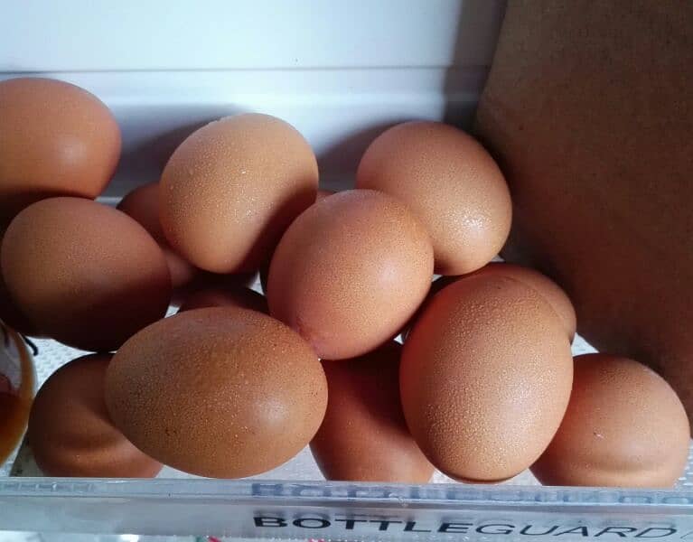 loahman brown misri mix desi eggs, not fertile 0