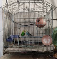 cage and pair of breeder stallion parrot with eggs and accessories