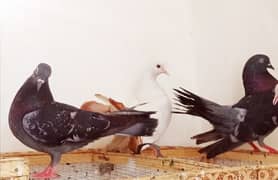 Pigeons