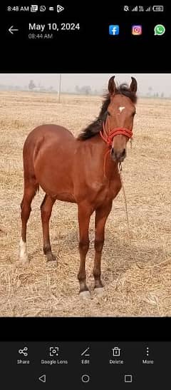 male horse for sale