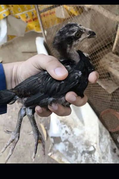 Aseel chicks for sale in gujranwala alam chowk 0