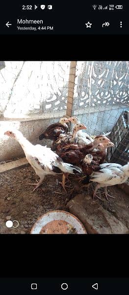 patho ki price 7 hazar or chicks apko 1800 per piece mil jaye ga 11