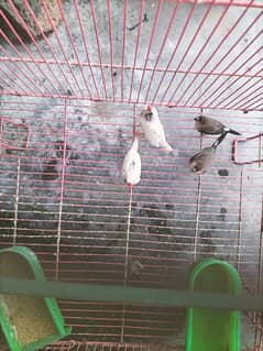 finches with cage