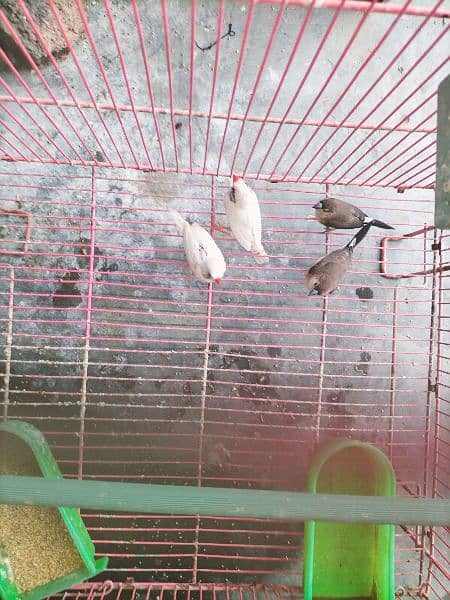 finches with cage 1