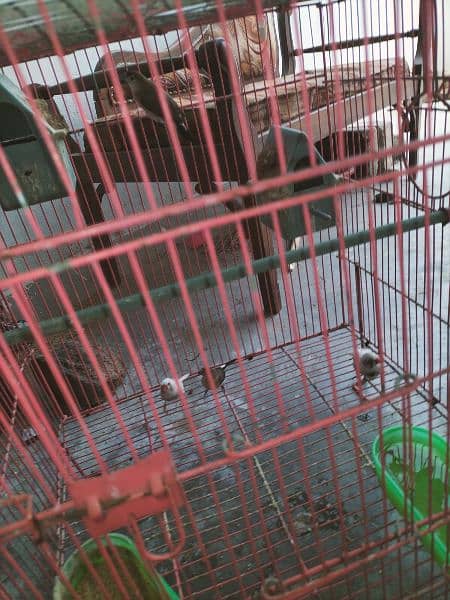 finches with cage 2