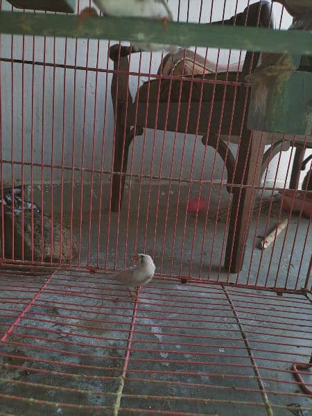 finches with cage 3