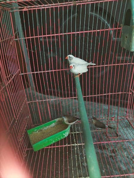 finches with cage 5