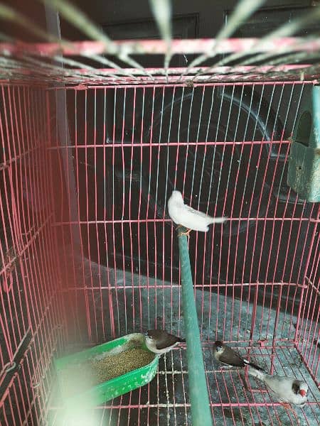 finches with cage 6