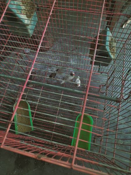finches with cage 7
