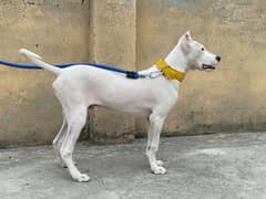 kohati gultair breed Male age 6 months