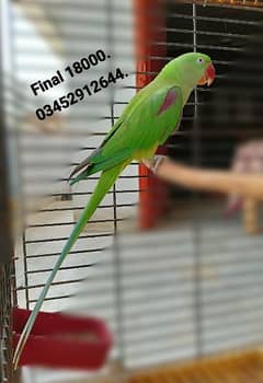 Pahari Breeder Female Parrot Alexander Alexandrian Raw