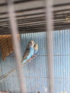 Australian birds and cocktail