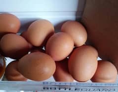 desi eggs, not fertile
