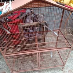 ringneck parrot and also cage selling