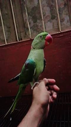 Beautiful green parrot