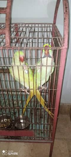 kashmiri Raw parrot with cage and box 03213933465