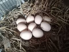 fresh fertile heera eggs. 03324997411