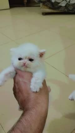 Persian Kitten / Kitten / Cat / Persian Cat For Sale / Kitten For Sale