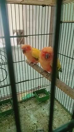 Sun conure Home Bread