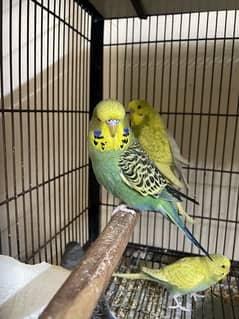 king size budgies