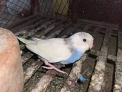 Australian parrot for sale