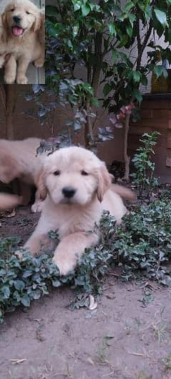 American Golden Retriever Pedigreed puppies/puppy/dog for sale