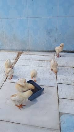 white aseel chicks