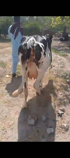 Cow for sale