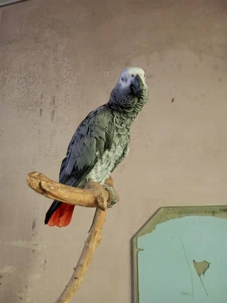 Congo African Grey Parrot 1