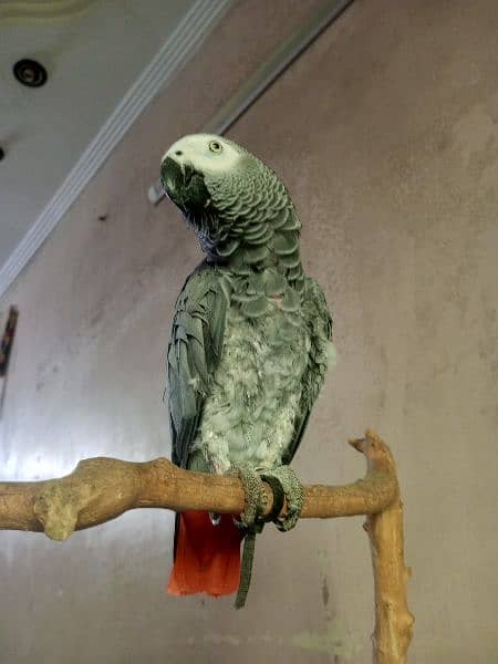 Congo African Grey Parrot 2