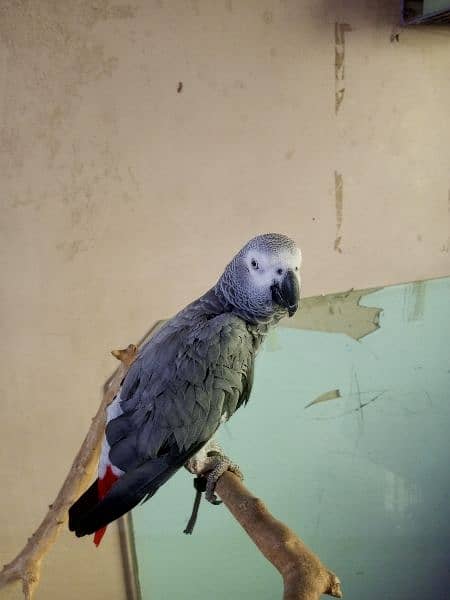 Congo African Grey Parrot 3