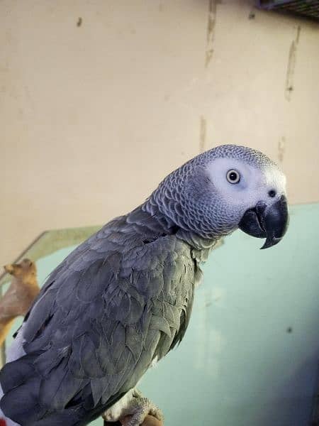 Congo African Grey Parrot 4