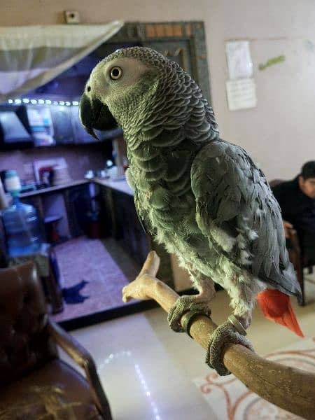 Congo African Grey Parrot 0