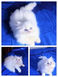 Adorable Kittens | Persian Kitten | Peke Kitten