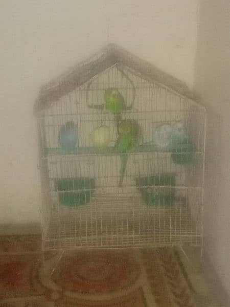 budgies 3