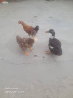 2 ducks 1 hen
