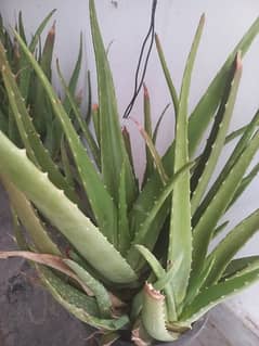 Aloe Vera plants for sale