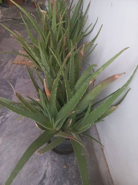 Aloe Vera plants for sale 2