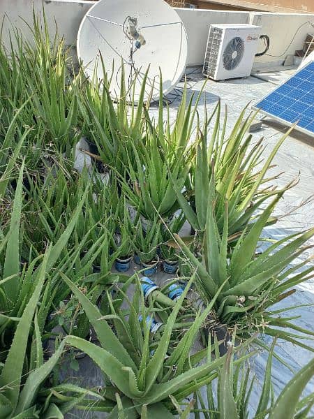 Aloe Vera plants for sale 3