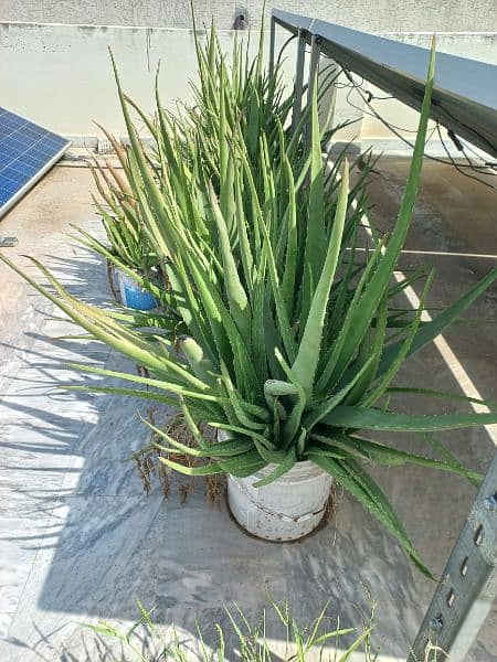 Aloe Vera plants for sale 4