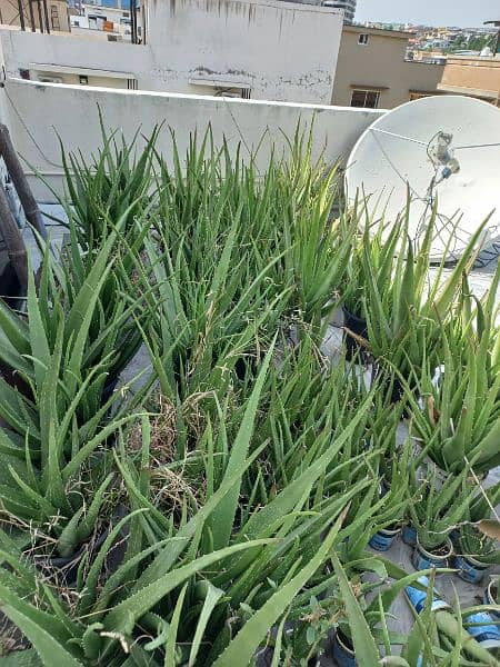 Aloe Vera plants for sale 5