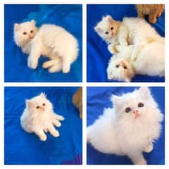 Adorable Kittens | Persian Kitten | Peke Kitten