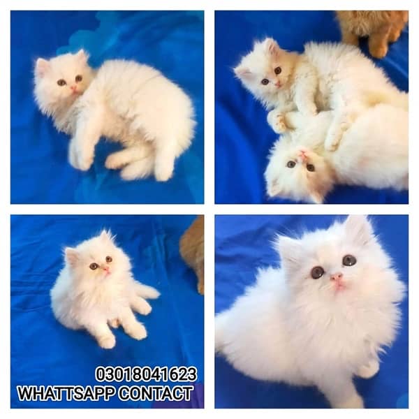 Adorable Kittens | Persian Kitten | Peke Kitten 1