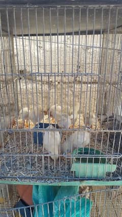 white aseel chicks