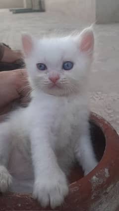 pair of doll face cat blue eye male and grey eyes of female