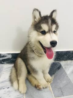 Husky double coated pure breed Male