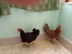 desi hens