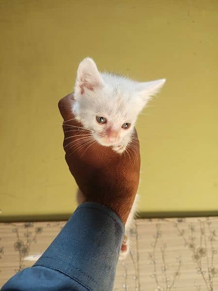 male and female kitten 2