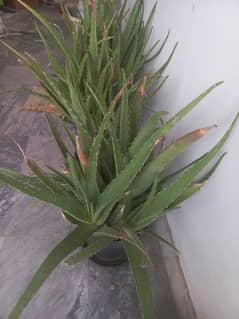 Aloevera