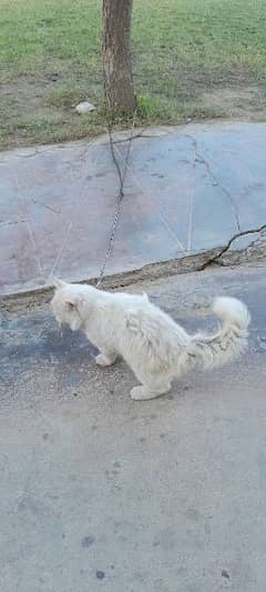 Persian Cat . .